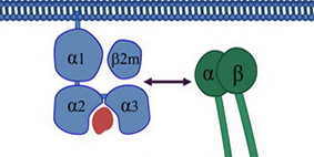 translational graphic 2